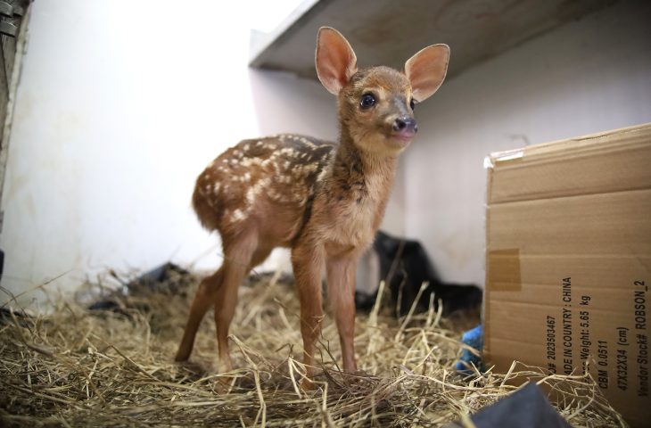 O animal está em boas condições de saúde e sem lesões aparentes