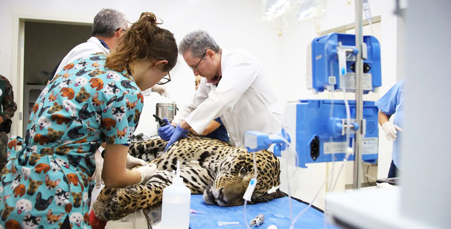 Hospital Ayty realiza manejo das onças-pintadas Antã e Miranda, resgatadas no Pantanal de MS
