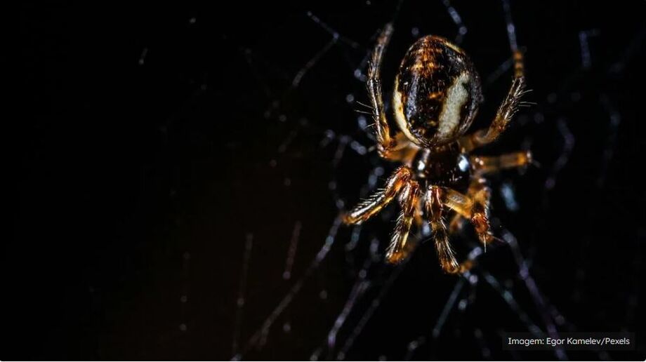 Aranhas manipulam brilho de vaga-lumes para atrair mais presas, aponta estudo