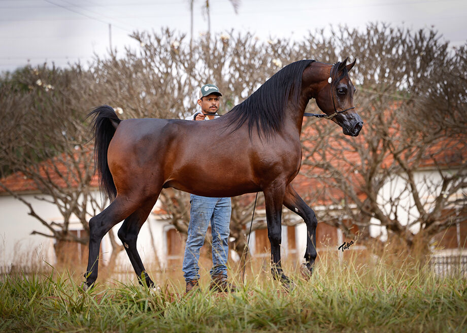 Uma das grandes atrações do evento será a primeira oferta de coberturas do cavalo RD Rhavier, campeão de Scottsdale e da Arabian World Cup 2023, recentemente importado dos EUA.