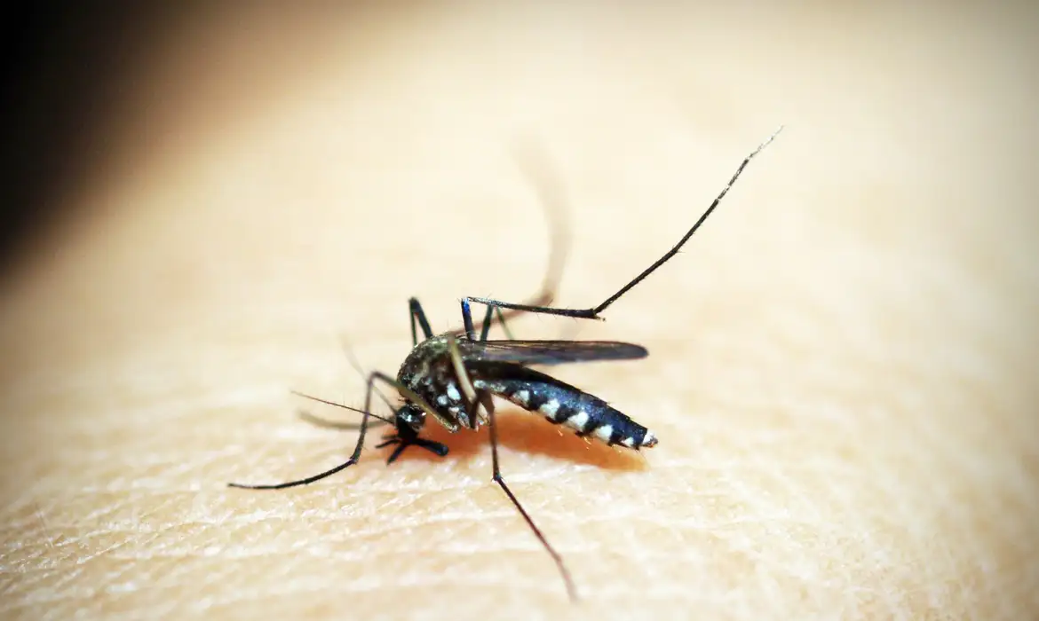 Mosquito é o animal que mais mata no mundo