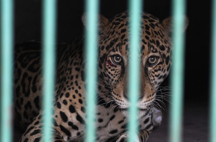 A onça pintada que recebeu o nome de Miranda, resgatada com as quatro patas queimadas