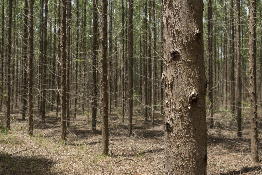 Arauco abre processo seletivo para operação florestal no MS