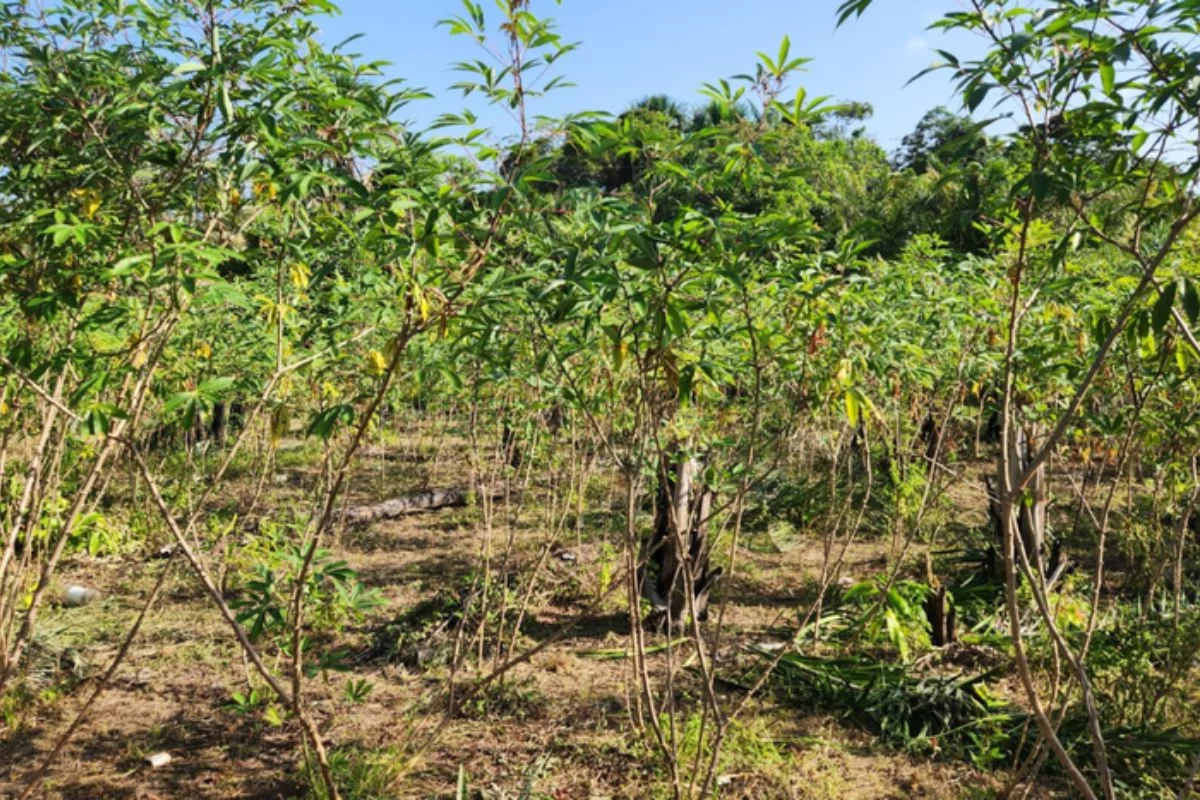 Agricultura identifica praga quarentenária da mandioca no Amapá
