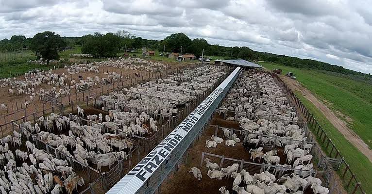 Fazenda Novo Horizonte realiza leilão com oferta de 3.200 animais
