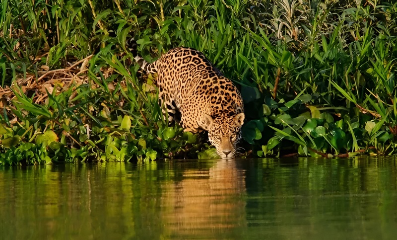 A onça-pintada como símbolo de inovação: A majestosa onça, símbolo da biodiversidade do Pantanal, inspira projetos que visam preservar e valorizar os recursos naturais.