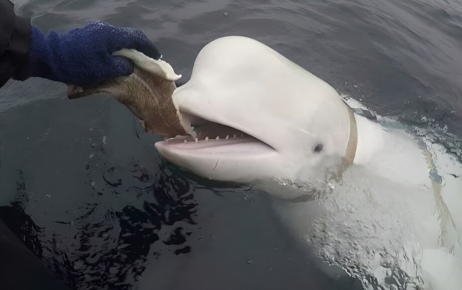 Em foto de abril de 2019, Hvaldimir é alimentado.