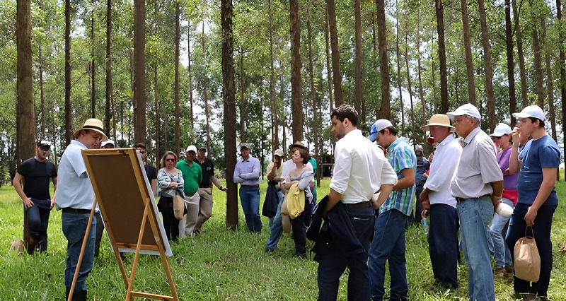 Produtores rurais participam de aula prática durante curso da Embrapa sobre integração lavoura-pecuária-floresta, em meio a uma plantação de eucaliptos, discutindo tecnologias para sustentabilidade no campo.