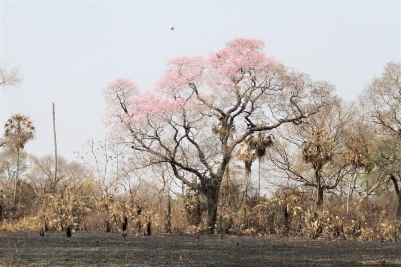 Uma árvore Ipê floresce em meio à vegetação queimada no Pantanal, evidenciando a força de recuperação da natureza após os incêndios na Fazenda Caiman.