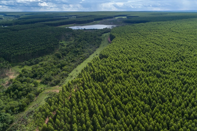 Arauco anuncia maior investimento de sua história com nova fábrica de celulose no Brasil