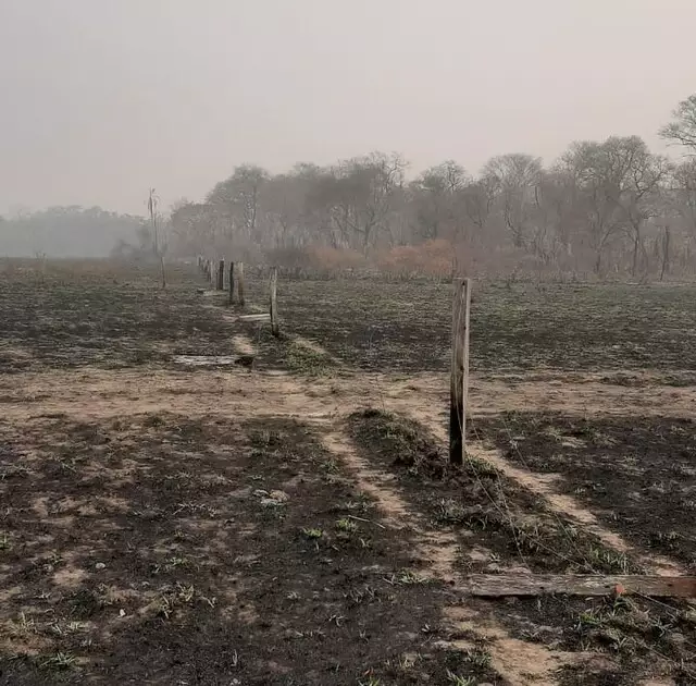Incêndios destruíram pastos e vegetação nativa, impactando severamente a produção pecuária no Pantanal.