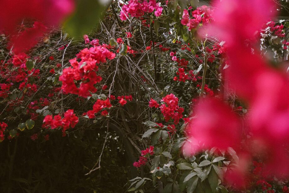 Uma pausa para a secura e as queimadas: chegou a Primavera.