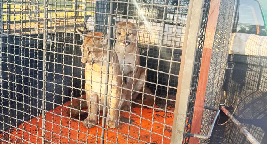 Dois filhotes de onça-parda foram resgatados pela PMA em uma fazenda de Tacuru-MS e levados ao CRAS para reabilitação, após serem avistados com comportamento atípico