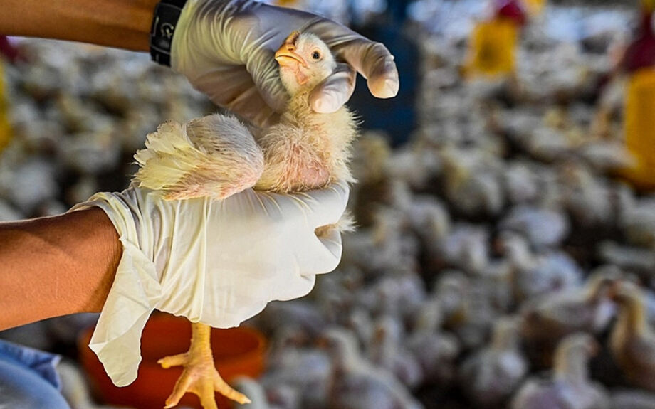 Neste ano até agora foram confirmados 31 casos de gripe aviária H5N1 em humanos nos EUA
