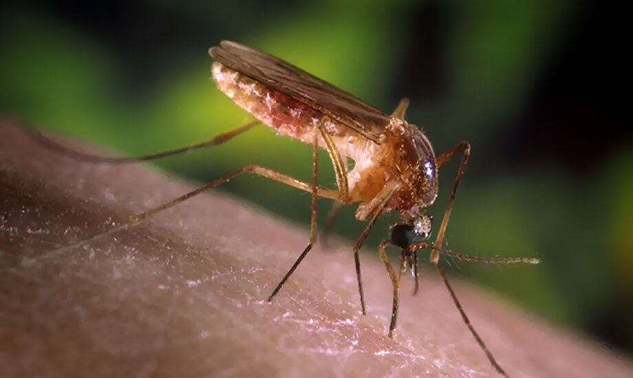 A doença é causada pelo verme nematoide Wuchereria bancrofti e transmitida pela picada do mosquito Culex quiquefasciatus (pernilongo ou muriçoca) infectado com larvas do parasita