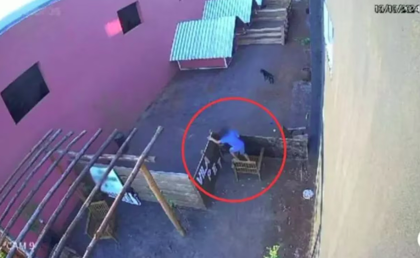 Criança tortura e mata 23 animais no Paraná. O ataque aconteceu em Nova Fátima