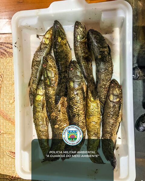 Operação conjunta no Rio Paraná apreende 55 kg de pescado ilegal em área de proteção