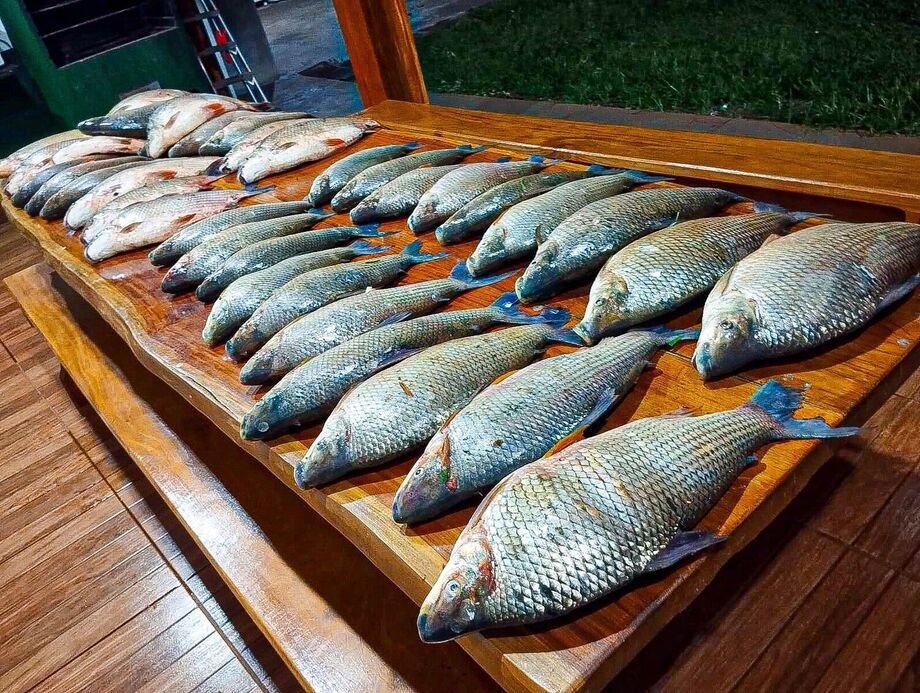 Parte dos 239 kg de pescado apreendidos pela Polícia Militar Ambiental durante a Operação Saturação no rio Ivinhema, incluindo espécies ameaçadas.