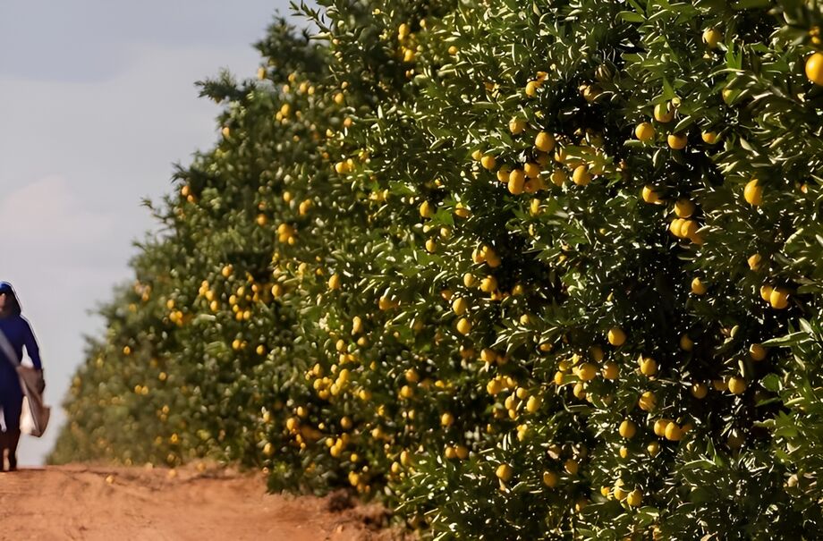 Investimento de R$ 1,2 bilhão do Grupo Moreira Salles transforma Mato Grosso do Sul em polo de citricultura, com previsão de 3,6 mil empregos.