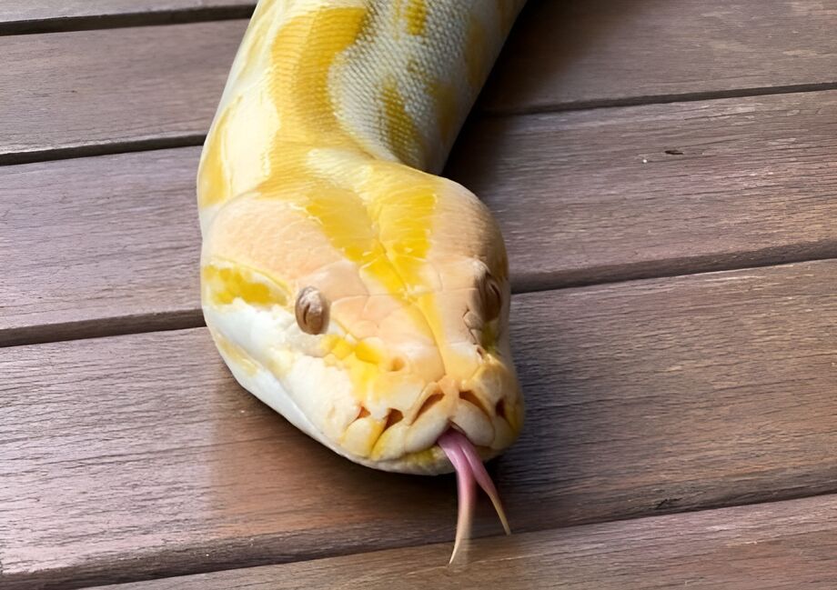 Capitu está agora no Bioparque