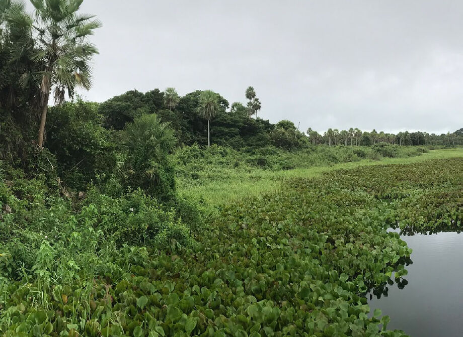 Fazenda no Pantanal preserva 36 mil hectares de mata e planeja gerar 133 mil créditos de carbono até o fim de 2024.