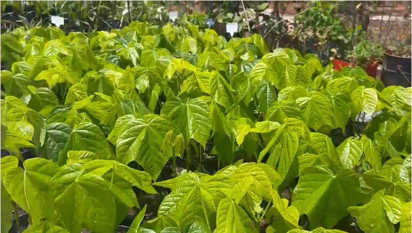 Mudas de manduvi, árvore essencial para a reprodução de araras azuis e outras aves