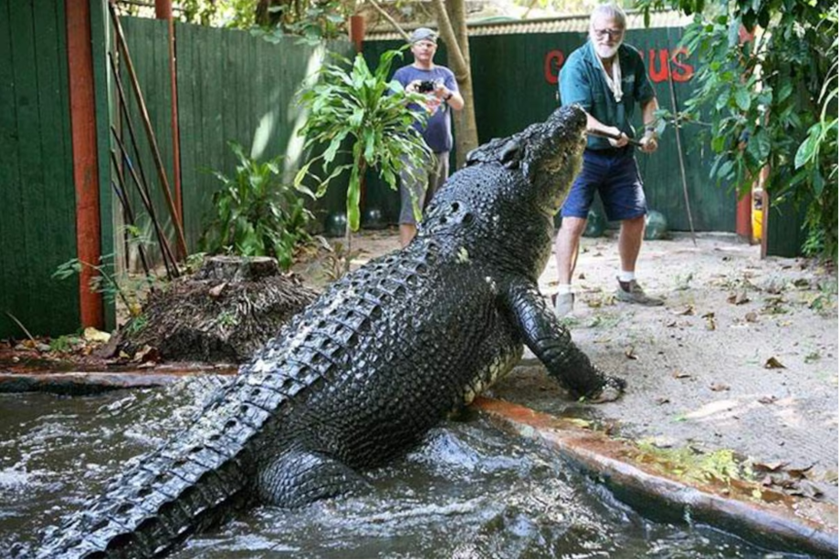 Cassius morava no Marineland Melanesia desde 1987, quando foi realocado do território do norte da Austrália e estima-se que ele tivesse ao menos 110 anos; ele era alimentado durante os shows