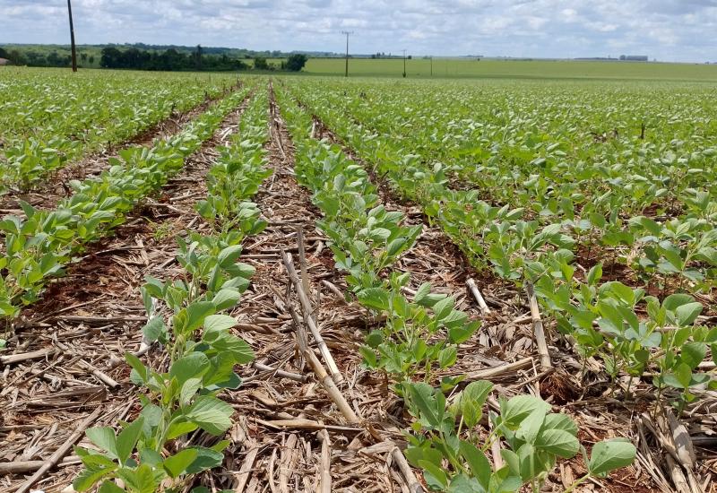 A área plantada até o momento, conforme estimativa do Projeto SIGA-MS, é de aproximadamente 3,2 milhões de hectares