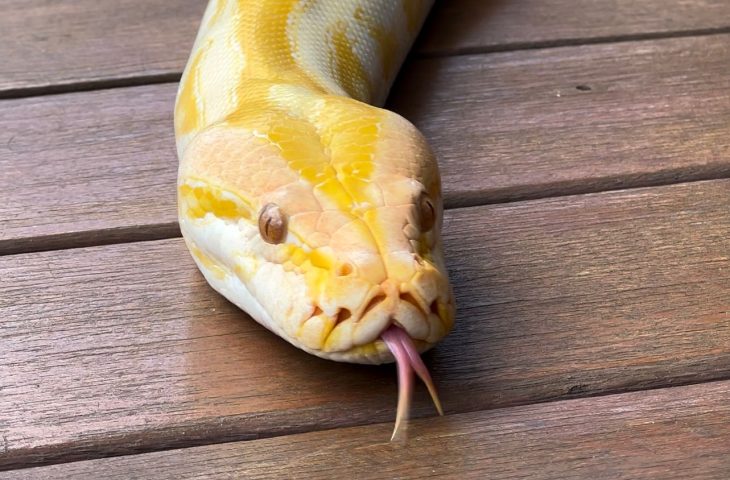 Uma píton albina (Python bivittatus) fêmea, com 2,5 metros de comprimento, ganhará uma nova oportunidade de vida no Bioparque Pantanal.