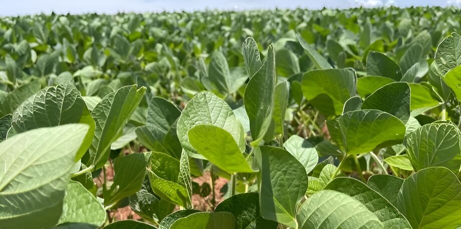 Mato Grosso do Sul já plantou 2% da área de soja prevista para a safra 2025/26, segundo a Conab
