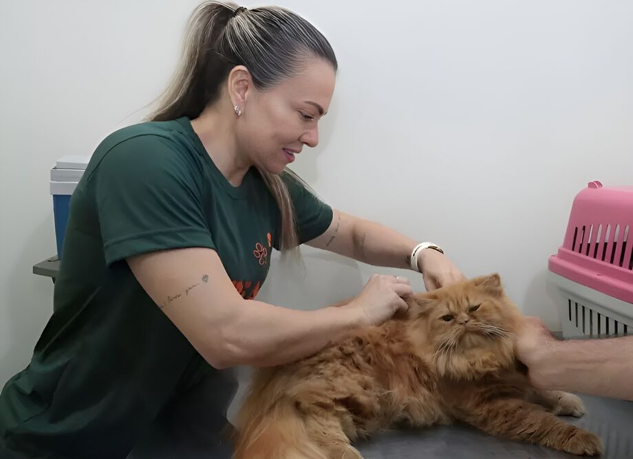 Prefeitura credencia clínicas e hospital para castração gratuita de cães e gatos, ampliando o manejo populacional com 9 mil cirurgias previstas.