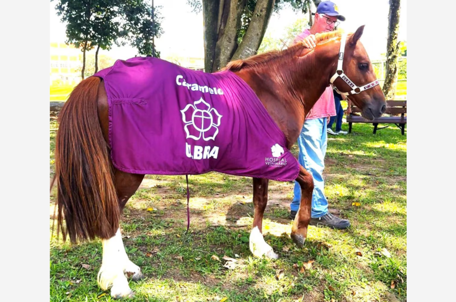 Cavalo Caramelo recebeu tratamento veterinário e agora pertencerá a faculdade do Rio Grande do Sul