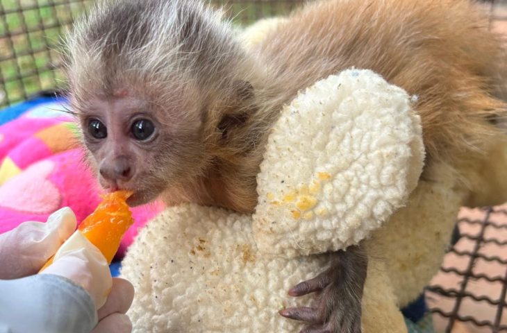 Filhote de macaco-prego resgatado recebe cuidados no CRAS de Mato Grosso do Sul, em processo de recuperação para reintegração à natureza.