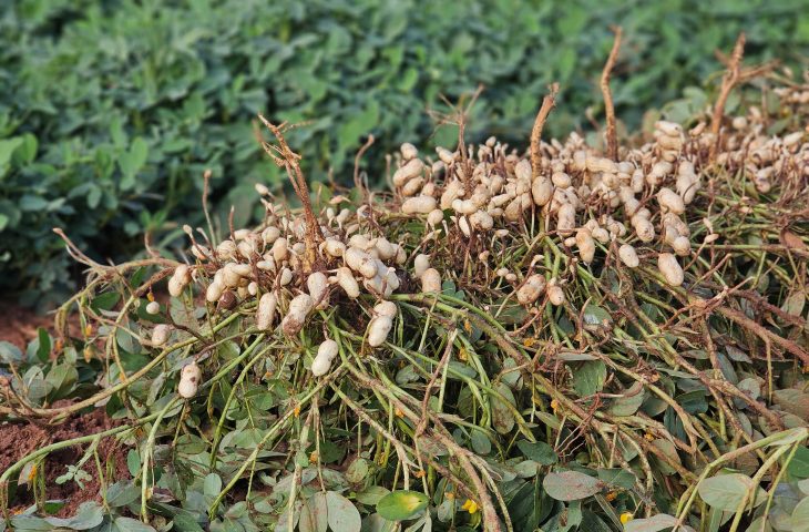 Mato Grosso do Sul amplia cultivo de amendoim e se consolida como o segundo maior produtor do Brasil, com projeção de crescimento de 99,5% na área plantada