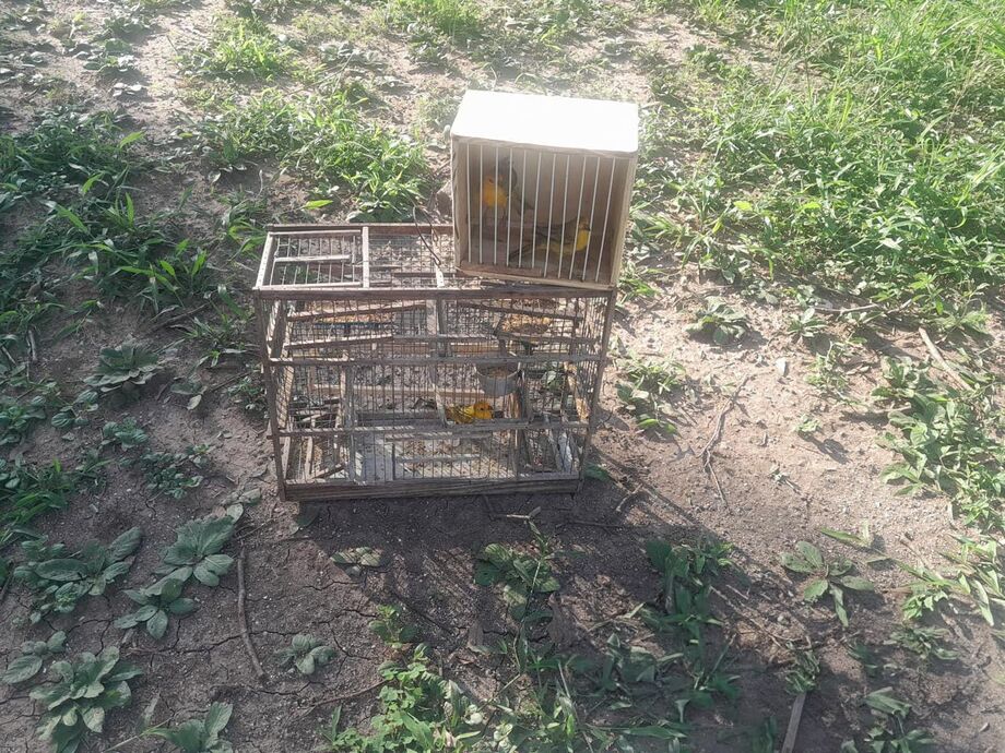 Homem é flagrado com três canários em Corumbá, multado em R$ 1.500 e encaminhado à delegacia por captura ilegal de aves silvestres