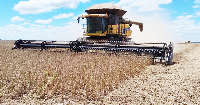 Colheita da soja avança no Mato Grosso do Sul, mas perdas por seca preocupam agricultores.
