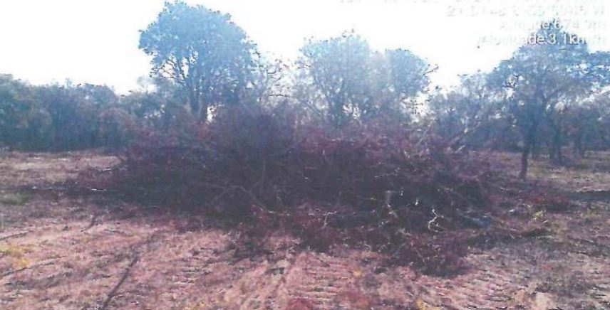 Área de vegetação desmatada estava em regeneração há 40 anos, segundo vistoria ambiental realizada em Ponta Porã.