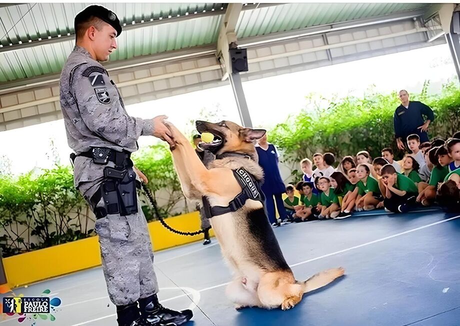 Morre Lion, pastor alemão que atuou por sete anos como cão farejador no Batalhão de Choque de MS, deixando um legado de lealdade e bravura.