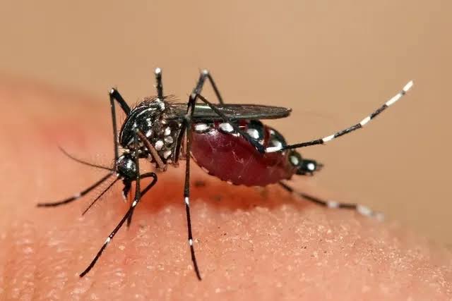 Dengue pede atenção de todos já no início do ano