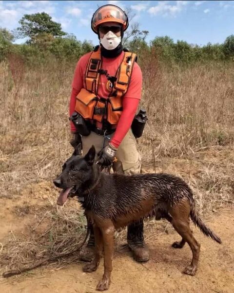 Duke, cão bombeiro que ajudou nas buscas em Brumadinho, morre aos 13 anos. Pastor belga foi um dos pioneiros do serviço de busca do Corpo de Bombeiros.