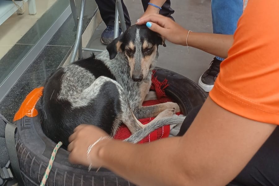 Cão resgatado recebe banho antes da adoção durante ação realizada pelo Grupo de Apoio e Proteção aos Animais (GAPA).