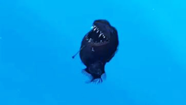 Equipe de biólogos dedicada à pesquisa e preservação de tubarões na Espanha avistou peixe diabo negro nadando próximo à superfíciem em plena luz do dia