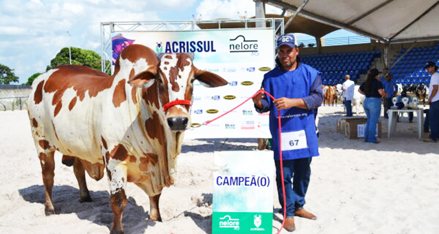 Expogrande reúne raças bovinas, equinas e ovinas em julgamentos, leilões e churrascos para todos os gostos