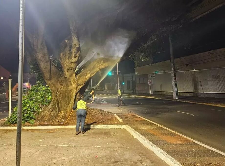 Pulverização de óleo de Neem nas árvores da Mato Grosso