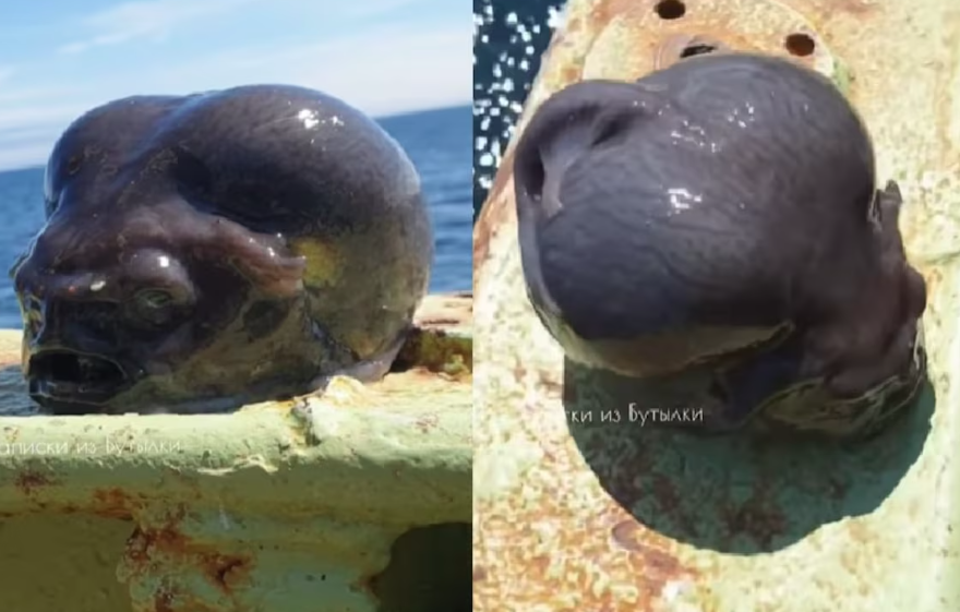 Peixe-lapa-liso foi encontrado no oceano pacífico norte por pescador russo.