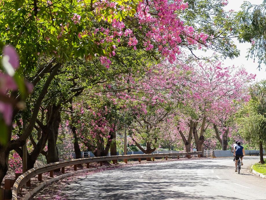 A Capital Morena foi eleita a cidade mais arborizada do país