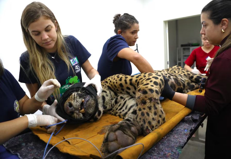 Animal, um macho, foi sedado e levado para um Centro de Reabilitação de Animais Silvestres, em Campo Grande Foto