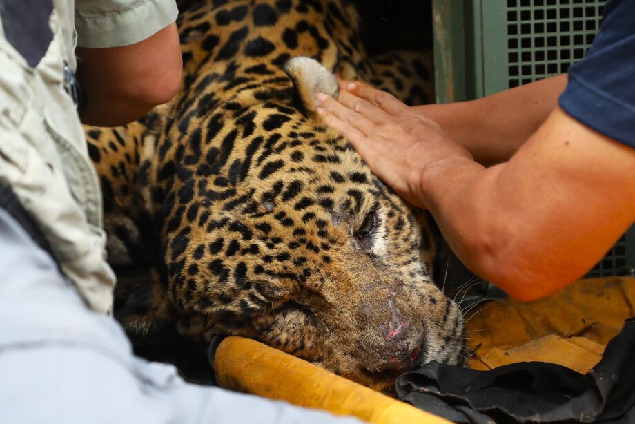 Onça-pintada resgatada no Pantanal recebe atendimento especializado no Centro de Reabilitação de Animais Silvestres