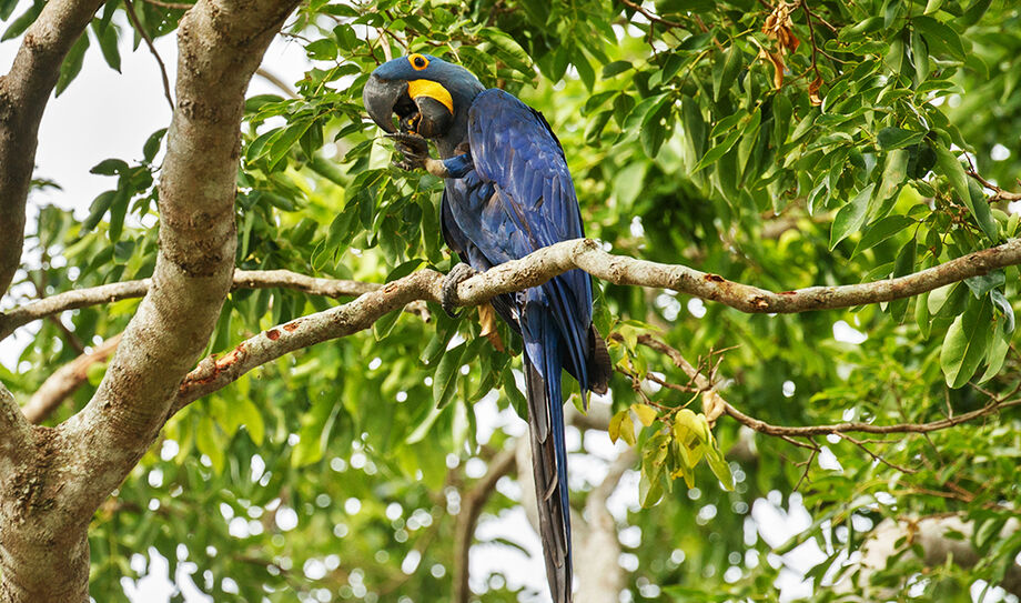 Arara-azul símbolo oficial de Mato Grosso do Sul