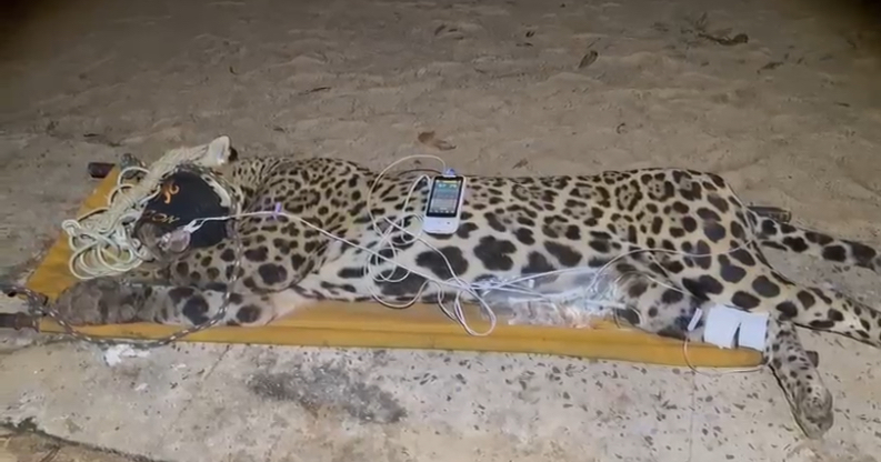 Animal foi sedado para evitar novos ataques